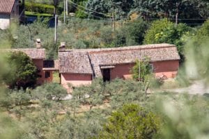 Organic Olive Oil Farm