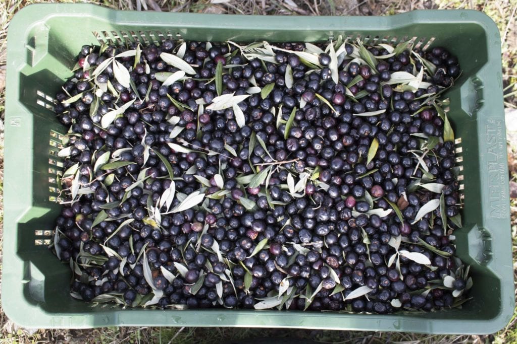 Organic Olive Oil collection box