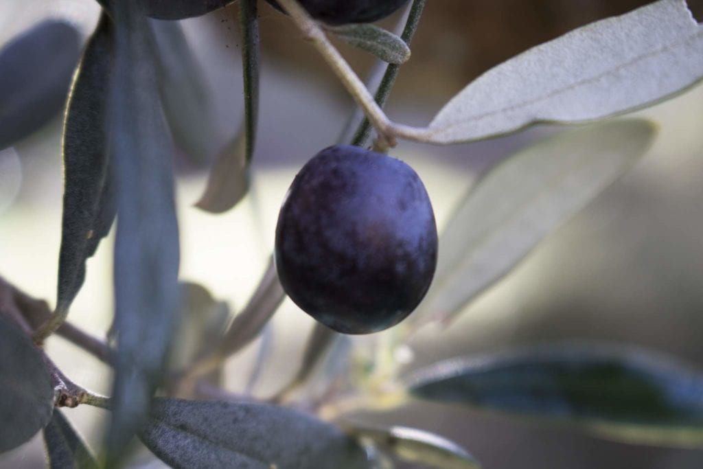 single olive of Organic Olive Oil