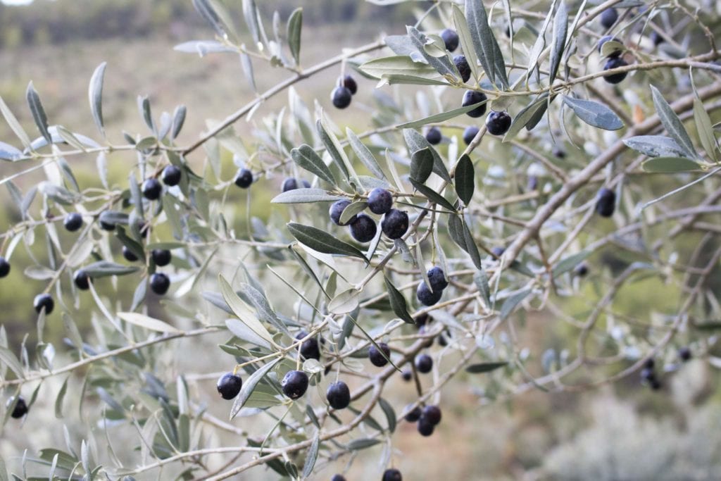Organic Olive Oil branch