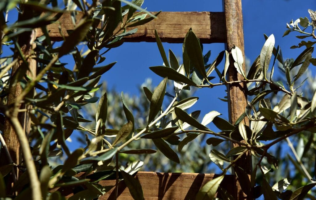organic olive oil production umbria