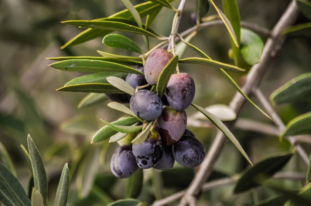 organic olive oil umbria olives on tree