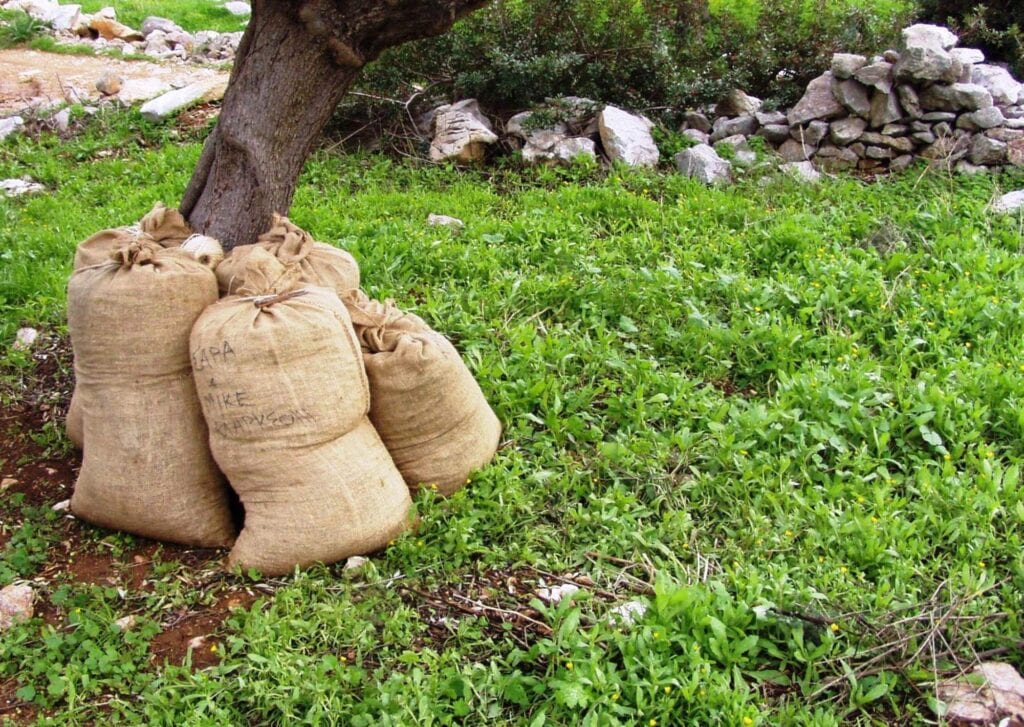 organic olive oil in bags